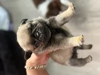 Male MAX , a male Pug for sale in Bellingham, WA – 2 of 6