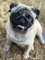 Female # 2 ROMA, a female Pug for sale in Bellingham, WA – 4 of 10