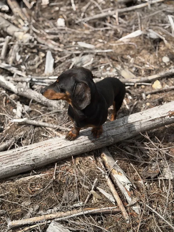 Mr weenie  – Dachshund puppy for sale in Bellingham, WA