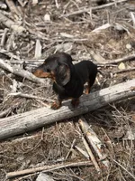 Mr weenie , a male Dachshund for sale in Bellingham, WA – 1 of 7