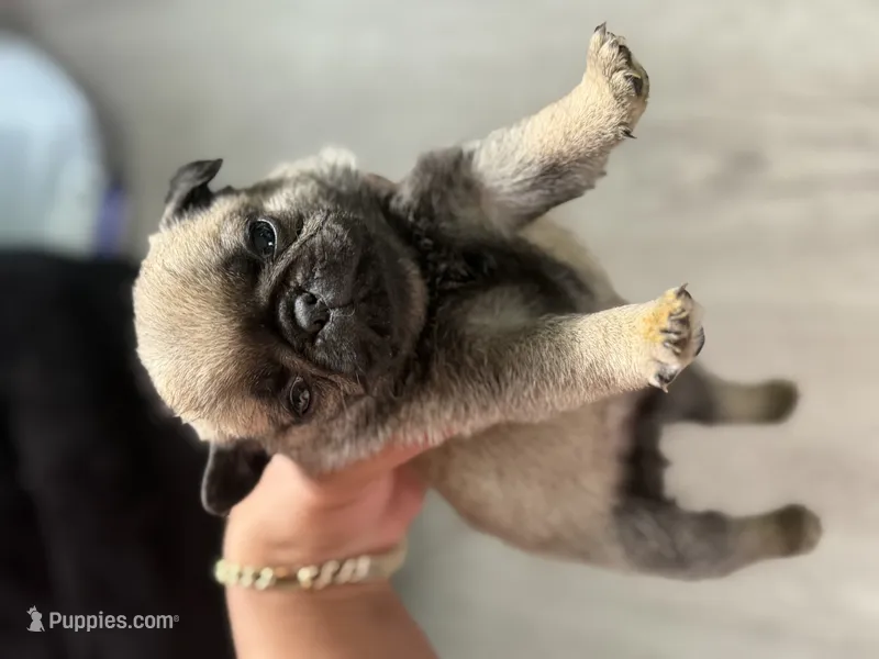 Female Teddy Bear VICKY – Pug puppy for sale in Bellingham, WA