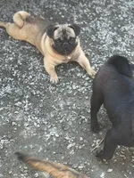 Frug male Migos, a male French Bulldog and Pug for sale in Bellingham, WA – 3 of 7