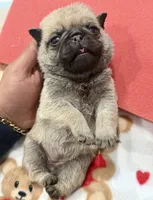 Female # 2 ROMA, a female Pug for sale in Bellingham, WA – 10 of 10