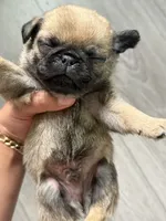 Male MAX , a male Pug for sale in Bellingham, WA – 6 of 6