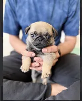 Female Teddy Bear Paris, a female Pug for sale in Bellingham, WA – 3 of 10