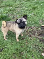 Frug male Migos, a male French Bulldog and Pug for sale in Bellingham, WA – 4 of 7