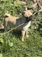 Tati, a female Pug for sale in Bellingham, WA – 2 of 9