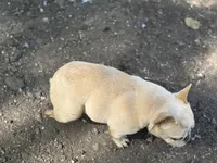Frenchie Bella , a female French Bulldog for sale in Bellingham, WA – 6 of 7