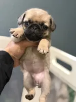 Tokyo, a female Pug for sale in Bellingham, WA – 6 of 9