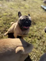 Tilly, a female French Bulldog and Pug for sale in Bellingham, WA – 2 of 9