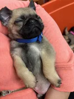 Male Teddy max, a male Pug for sale in Bellingham, WA – Photo 7 of 7