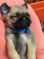 Male Teddy max, a male Pug for sale in Bellingham, WA – Photo 6 of 7