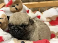 Female # 2 ROMA, a female Pug for sale in Bellingham, WA – 5 of 10