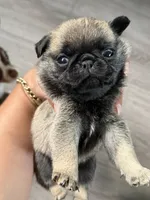 Teddy , a male Pug for sale in Bellingham, WA – 1 of 9