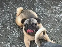 Frug male Migos, a male French Bulldog and Pug for sale in Bellingham, WA – 2 of 7