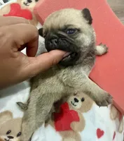 Female # 2 ROMA, a female Pug for sale in Bellingham, WA – 6 of 10