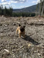 Rigo, a male French Bulldog and Pug for sale in Bellingham, WA – 4 of 8