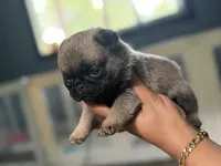 PUG teddy bear puppy , a male Pug for sale in Bellingham, WA – 4 of 5