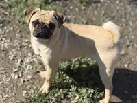 Nora, a female Pug for sale in Bellingham, WA – 4 of 10