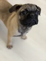 Male MAX Frug puppy, a male French Bulldog and Pug for sale in Bellingham, WA – Photo 7 of 8