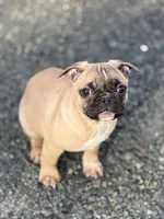 Male Frug puppy, a male French Bulldog and Pug for sale in Bellingham, WA – Photo 3 of 7