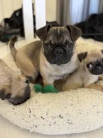 Male MAX Frug puppy, a male French Bulldog and Pug for sale in Bellingham, WA – Photo 3 of 8