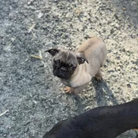 Male MAX Frug puppy, a male French Bulldog and Pug for sale in Bellingham, WA – Photo 5 of 8