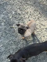 Male Frug puppy, a male French Bulldog and Pug for sale in Bellingham, WA – Photo 1 of 7