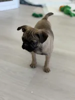 Male MAX Frug puppy, a male French Bulldog and Pug for sale in Bellingham, WA – Photo 8 of 8