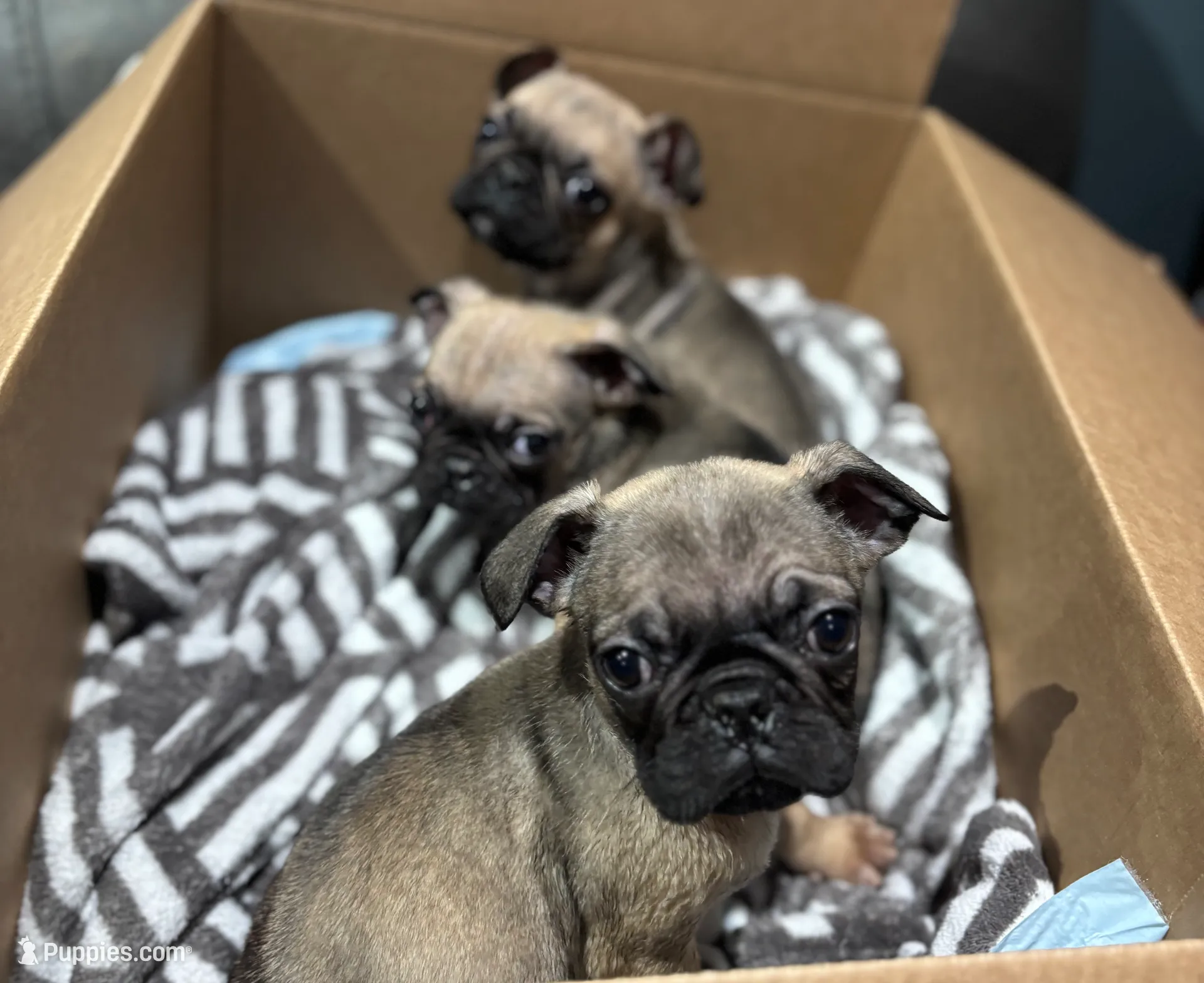 Male Frug puppy, a male French Bulldog and Pug for sale in Bellingham, WA – Photo 4 of 7