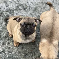 Male MAX Frug puppy, a male French Bulldog and Pug for sale in Bellingham, WA – Photo 6 of 8