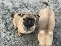 Male Frug puppy, a male French Bulldog and Pug for sale in Bellingham, WA – Photo 2 of 7