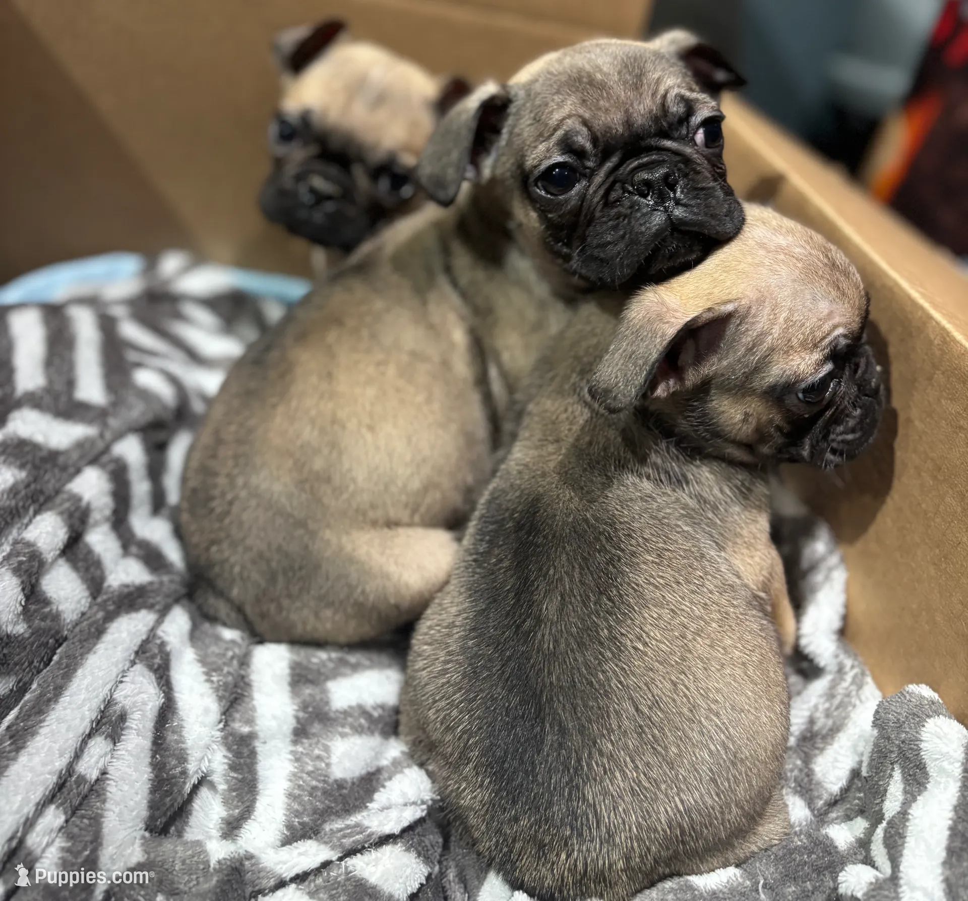 Male Frug puppy, a male French Bulldog and Pug for sale in Bellingham, WA – Photo 6 of 7