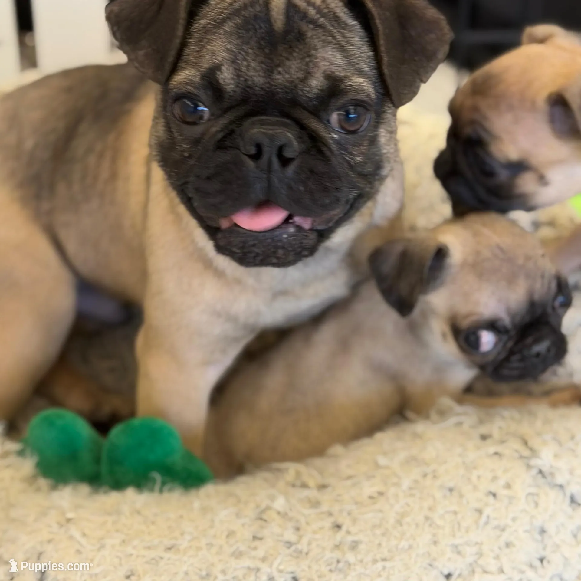 Male MAX Frug puppy – French Bulldog, Pug puppy for sale in Bellingham, WA
