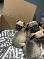 Male Frug puppy, a male French Bulldog and Pug for sale in Bellingham, WA – Photo 7 of 7