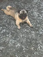 Frug male Migos, a male French Bulldog and Pug for sale in Bellingham, WA – 4 of 7