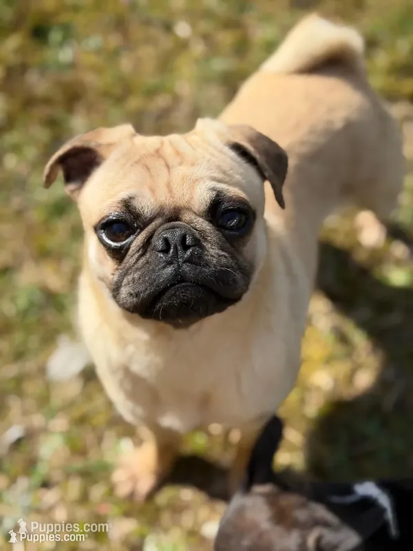 Nora – Pug puppy for sale in Bellingham, WA
