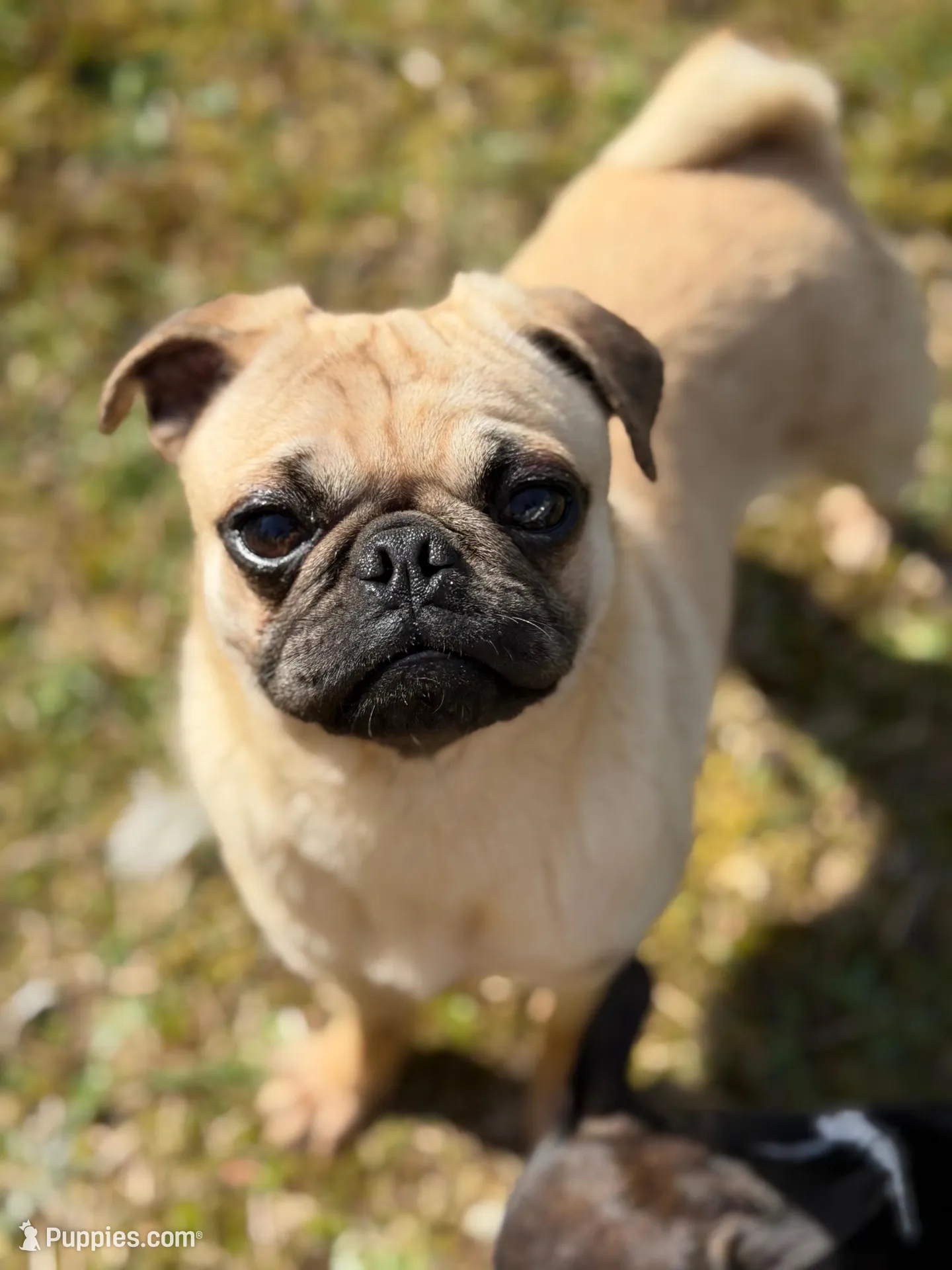 Nora, a female Pug for sale in Bellingham, WA – Photo 6 of 9