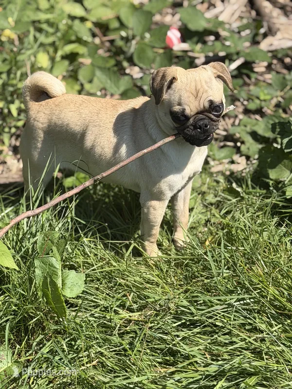 Tati – Pug puppy for sale in Bellingham, WA