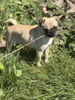 Tati, a female Pug for sale in Bellingham, WA – 1 of 9