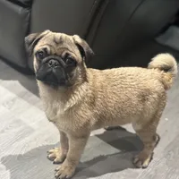 Quality Teddy bear pug, a female Pug for sale in Bellingham, WA – Photo 8 of 9