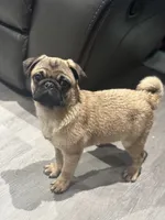 Quality Teddy bear pug, a female Pug for sale in Bellingham, WA – Photo 8 of 9