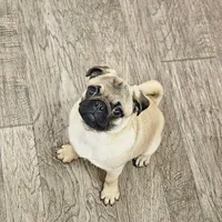 Quality Teddy bear pug, a female Pug for sale in Bellingham, WA – Photo 4 of 9