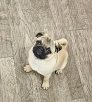 Quality Teddy bear pug, a female Pug for sale in Bellingham, WA – Photo 4 of 9