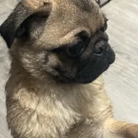 Quality Teddy bear pug, a female Pug for sale in Bellingham, WA – Photo 5 of 9