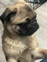 Quality Teddy bear pug, a female Pug for sale in Bellingham, WA – Photo 5 of 9