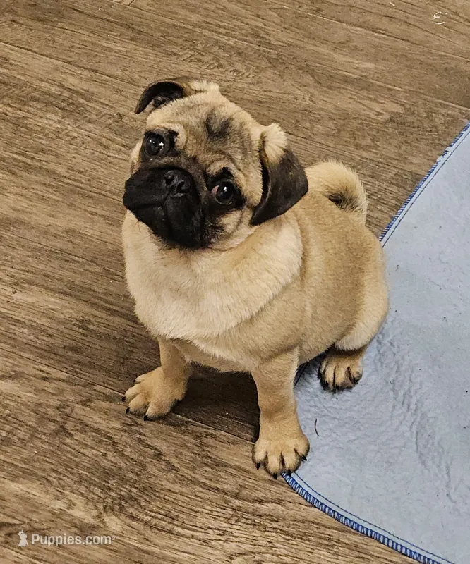 Quality Teddy bear pug