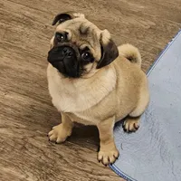 Quality Teddy bear pug, a female Pug for sale in Bellingham, WA – Photo 1 of 9