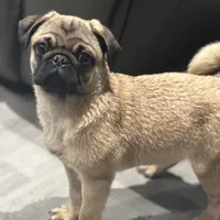 Quality Teddy bear pug, a female Pug for sale in Bellingham, WA – Photo 7 of 9