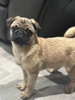 Quality Teddy bear pug, a female Pug for sale in Bellingham, WA – Photo 7 of 9